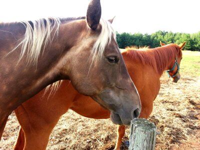Face portrait horseback