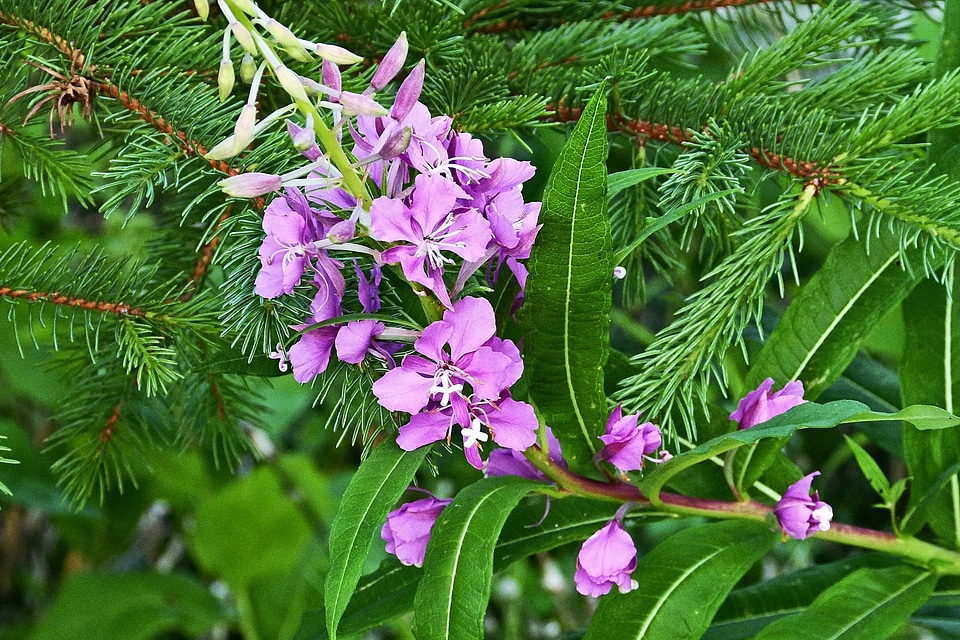 Plant nature meadow