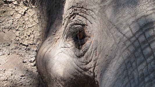 Africa close up animal photo