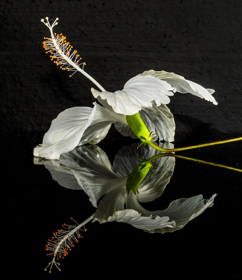 Flower white marshmallow