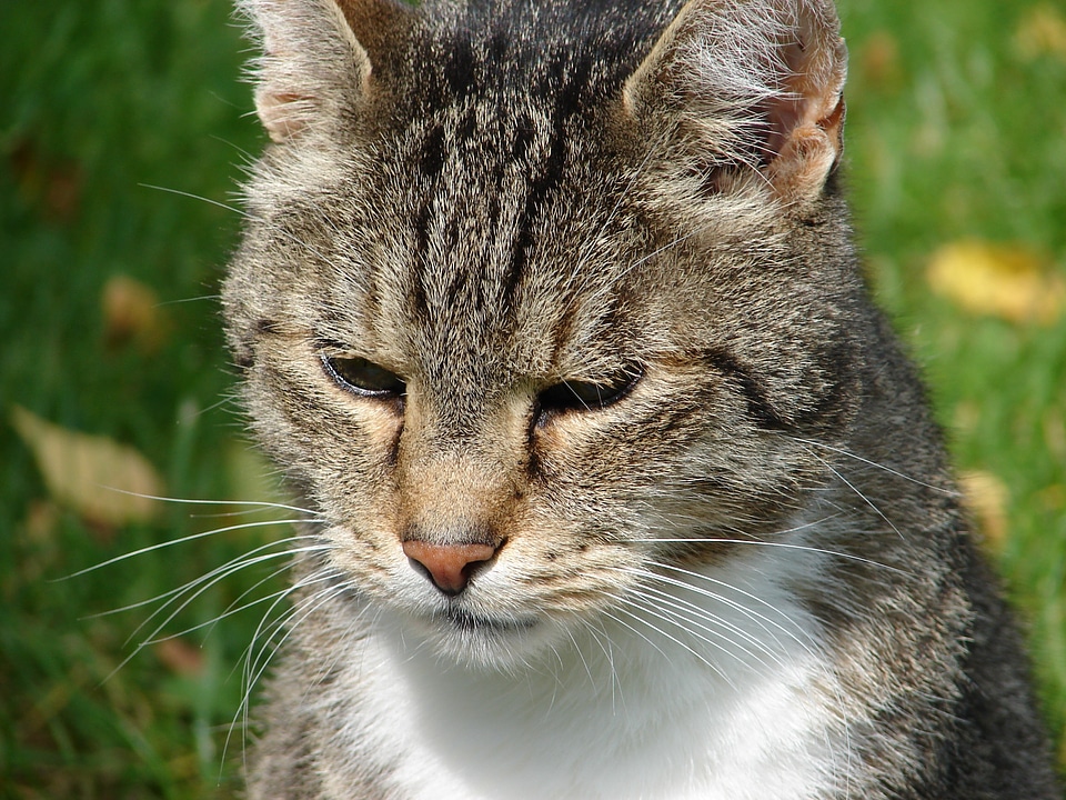 Cat portrait animals