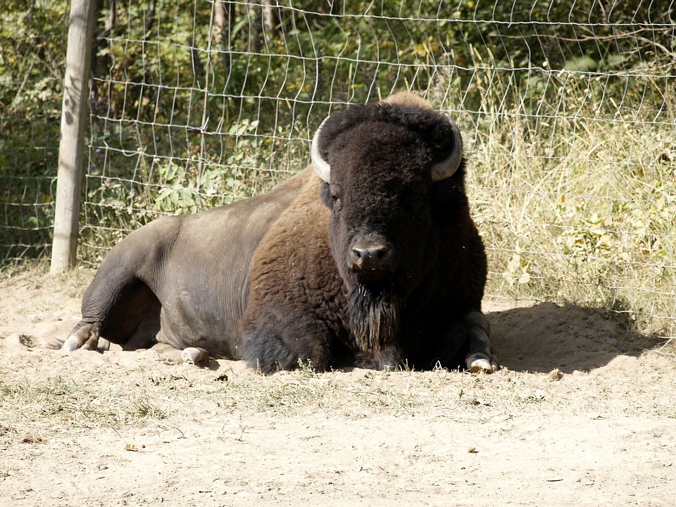 Mammal bison wildlife