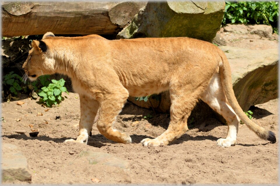 Hunter animal animals