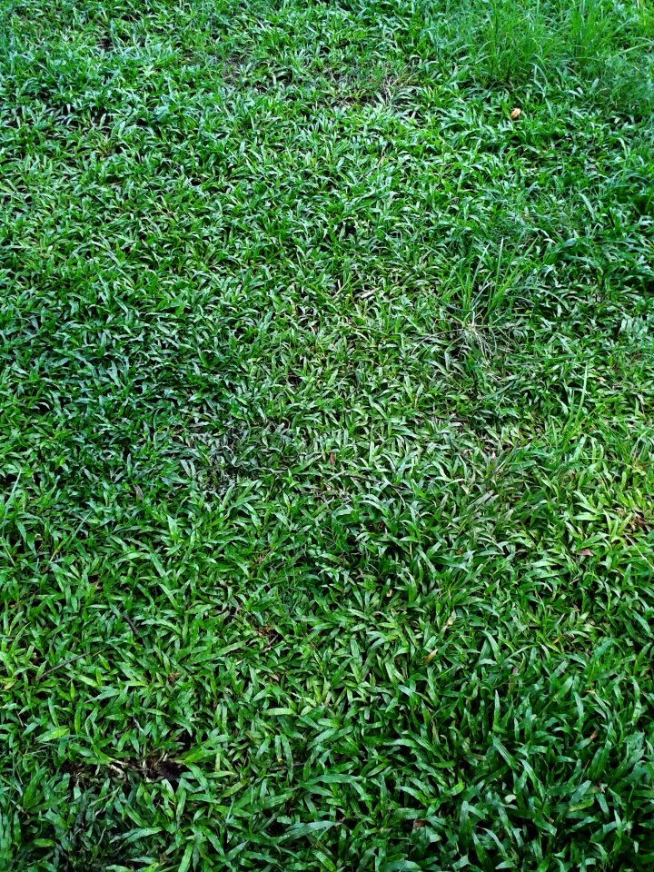 Green curly leaves background green background background