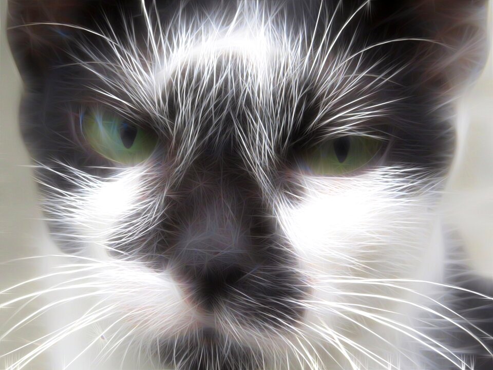 Cat mustache feather