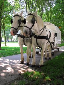 Horses boulogne white