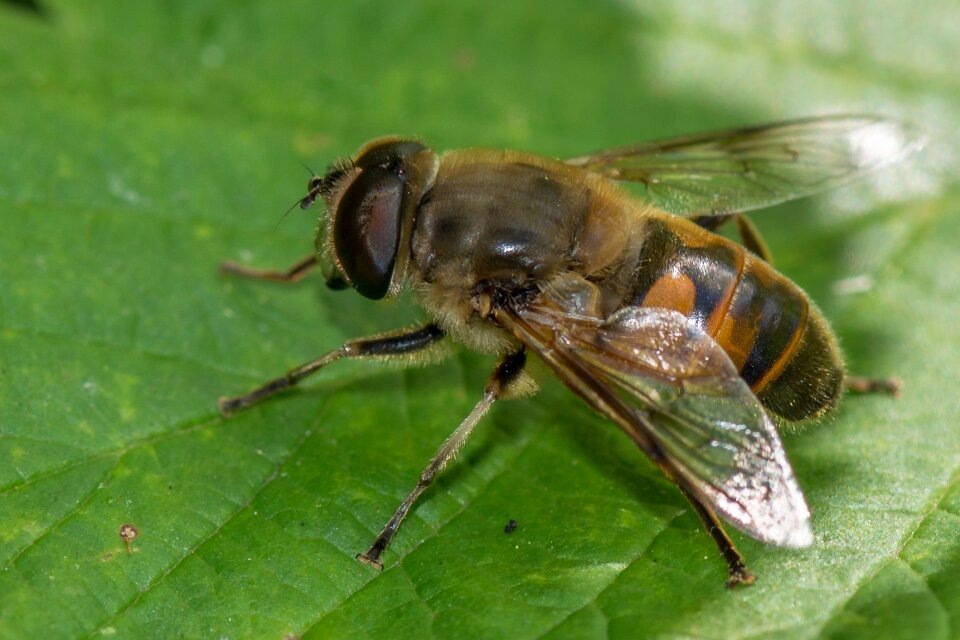 Wings insects nature