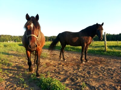 Riding animal outdoor