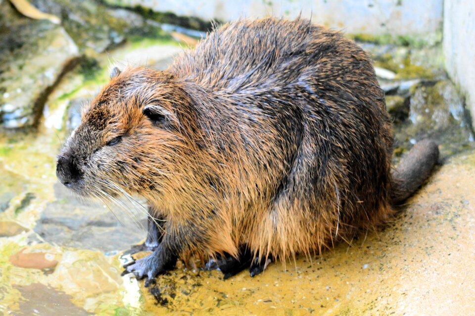 Rat rivers shorelines