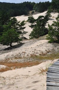 Tree vegetation filling
