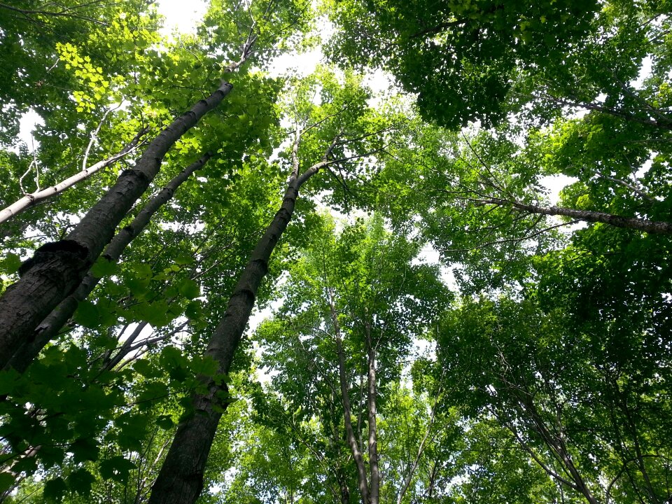 Forest nature summer
