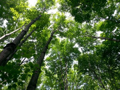 Forest nature summer photo