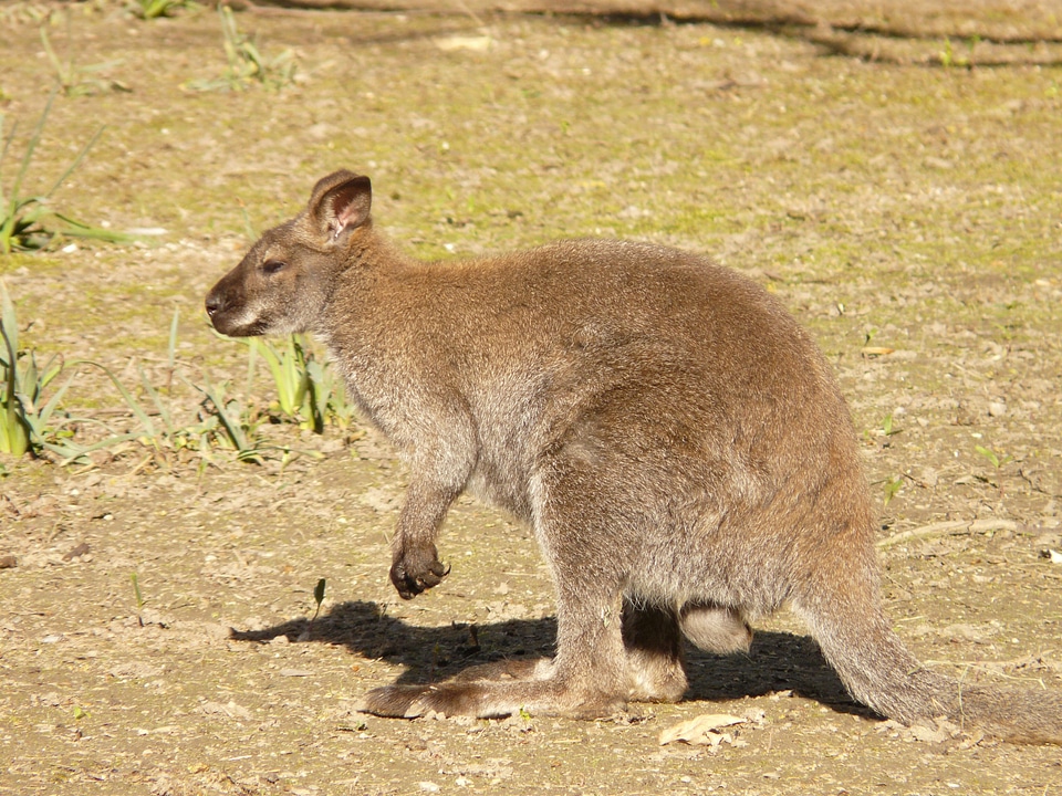Wallaby bennett wallaby bennett kangaroo