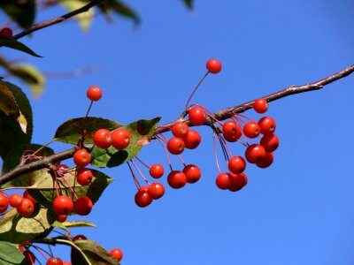 Azure sky branch