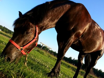 Animal eating grass