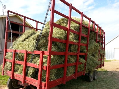 Animal feed horse
