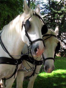 Horses boulogne white