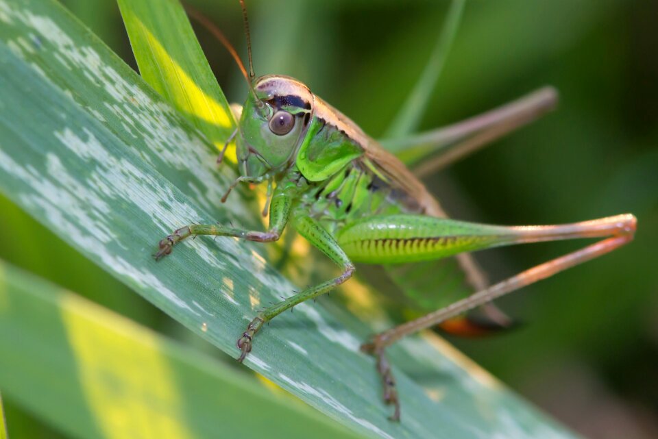 Insects jumping green