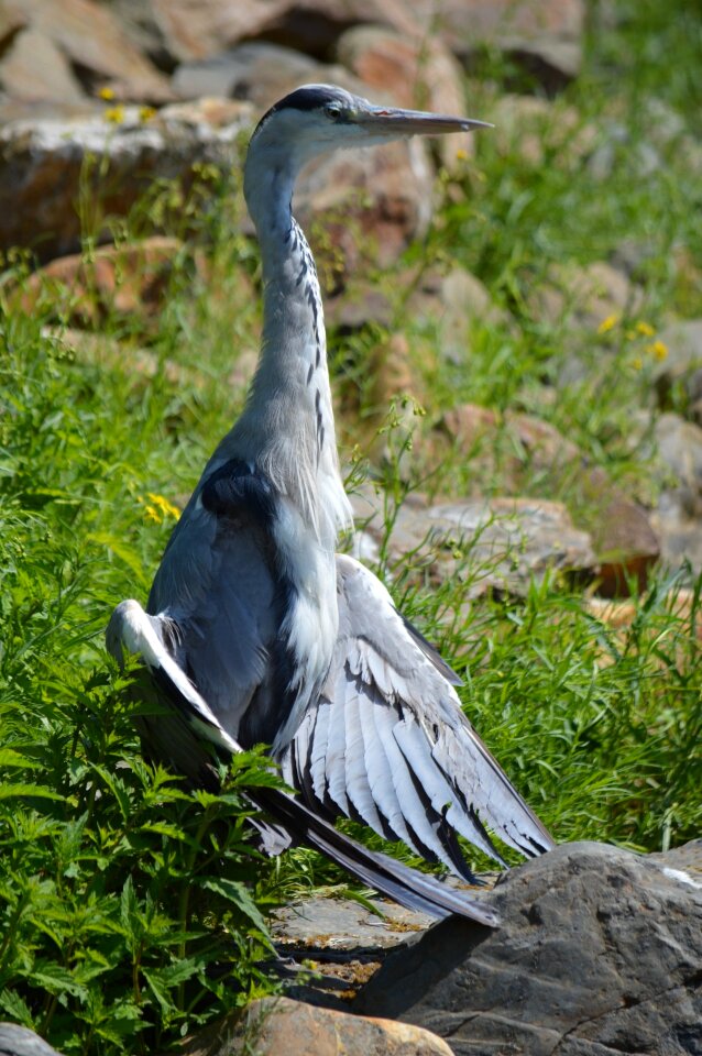 Animal artis holland