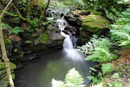 Water stream foliage photo