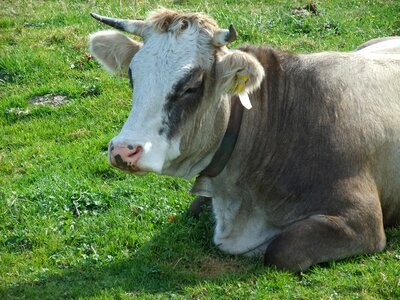 Domestic cattle bavaria break
