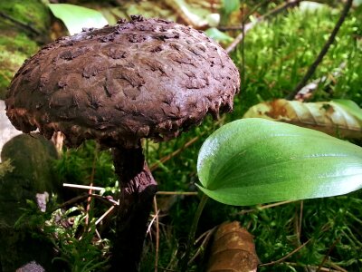 Wood ground fungus