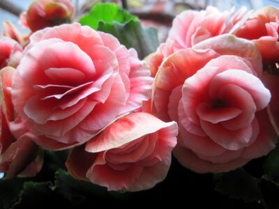Pink waxlike delicate