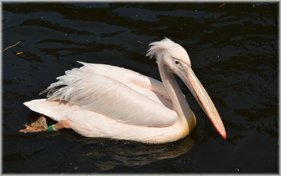 Nature bird water bird