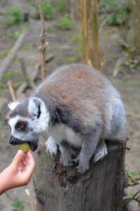 Estate hoenderdaell zoo