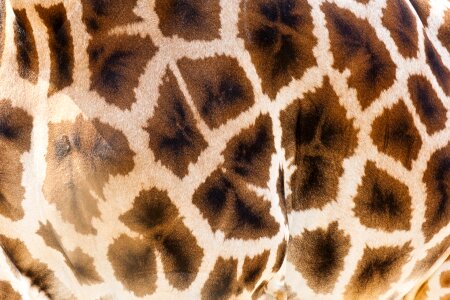 Africa wildlife background