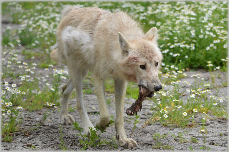 Gray wool white wolf dog