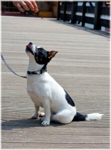 Holland outdoor posing