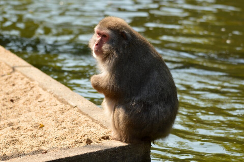 Series monkey monkeys