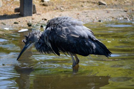 Animal artis holland photo