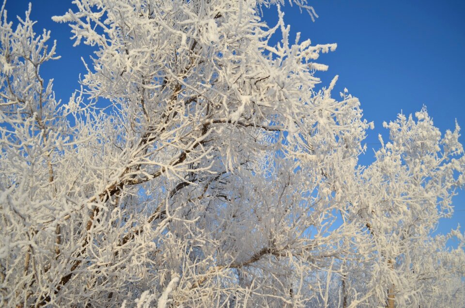 Frozen cold white
