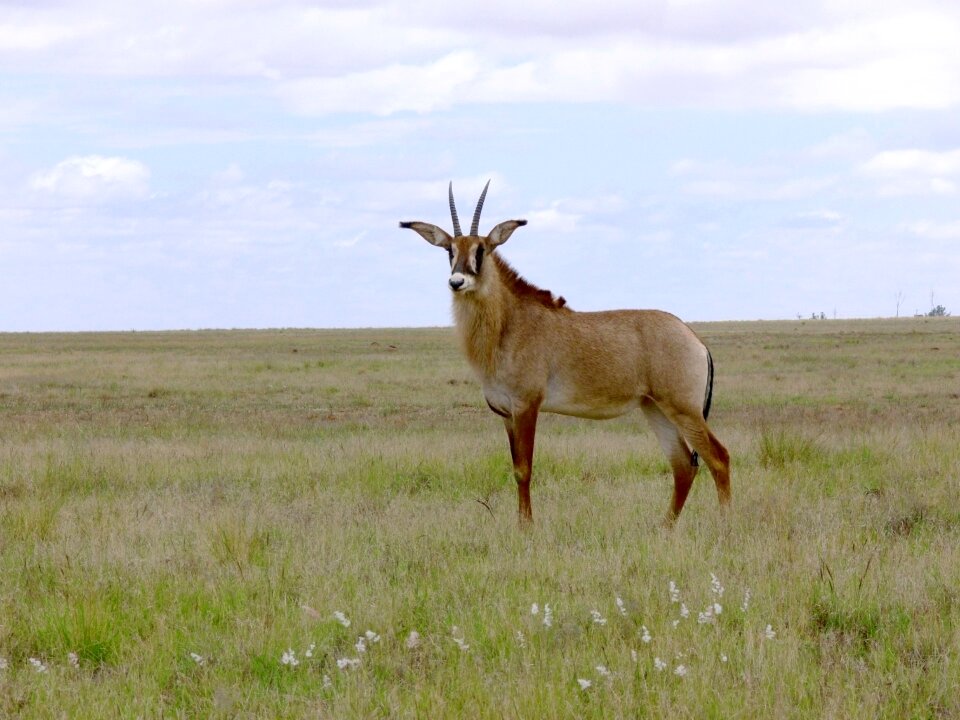 Africa south africa large mammal