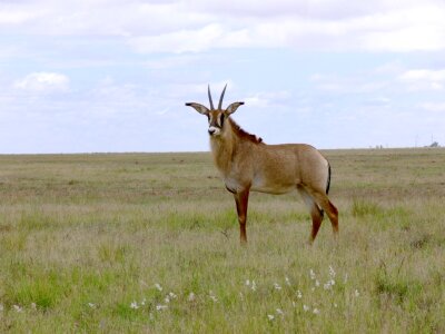 Africa south africa large mammal