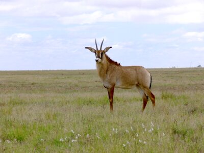 Africa south africa large mammal photo