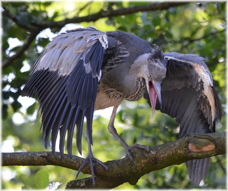 Nature bird water bird