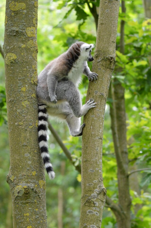 Estate hoenderdaell zoo