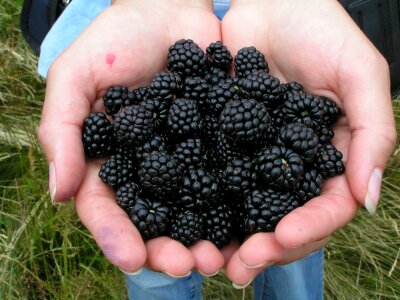 Fruit food bramble photo