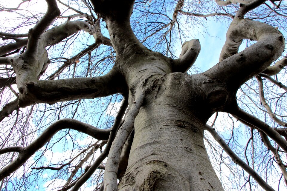 Twisted wood bark