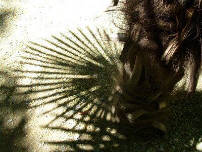 Nature shadow palm tree