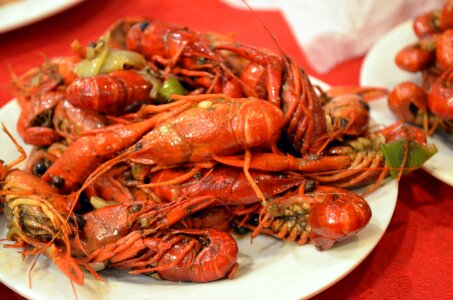 Crawdads crustacean freshwater