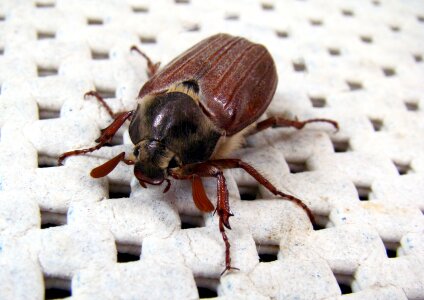 Cockchafer may bug mitchamador