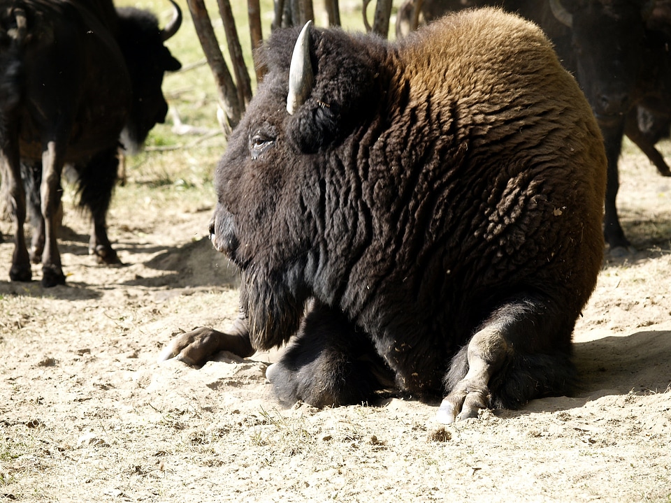 Wildlife buffalo mammal