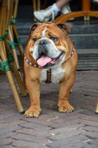 Outdoor posing animal