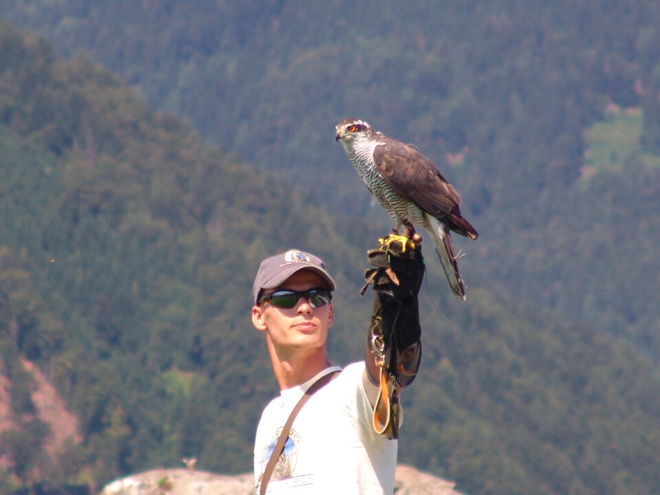 Austria carinthia eagle show at castle