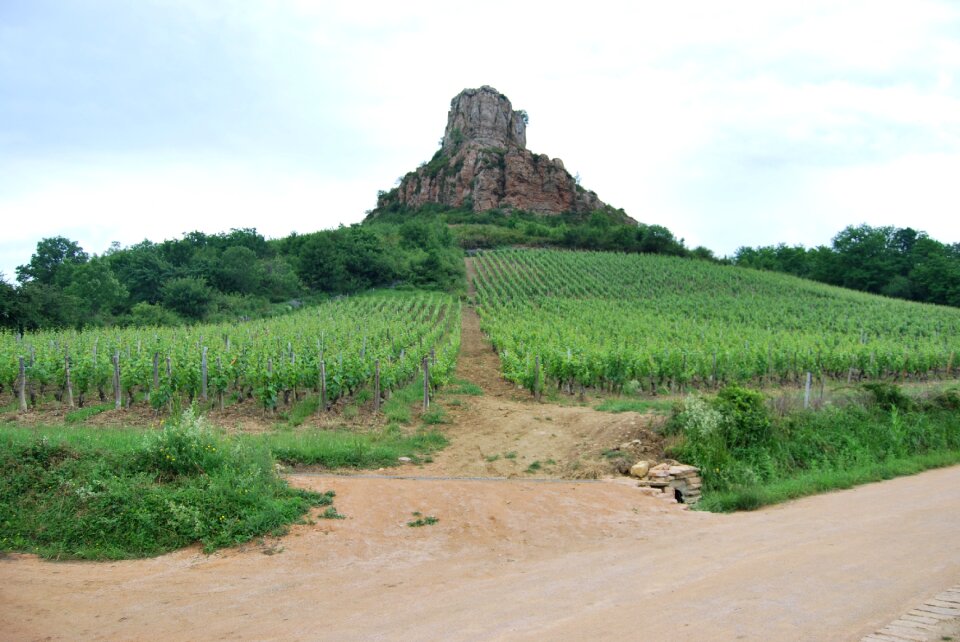 Wine agriculture solutré