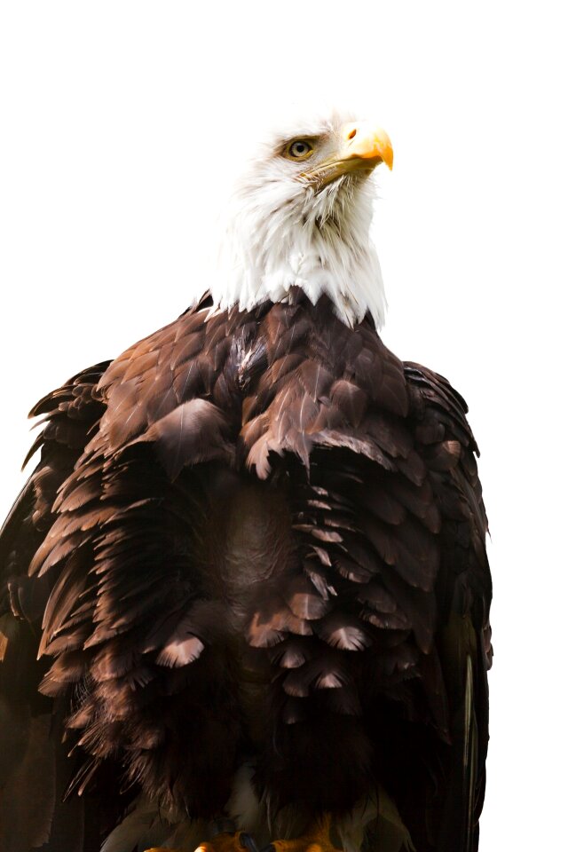 White america endangered